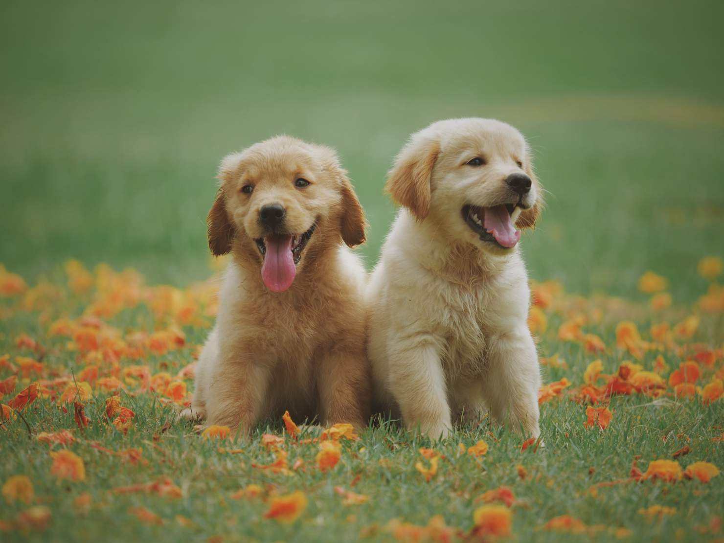 Juguetes para best sale perros labradores